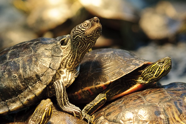 Schildpadden genieten van het warme licht in het Schildpaddencentrum