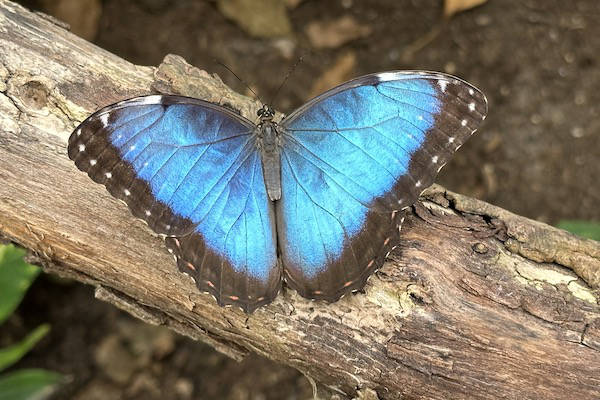 Prachtige blauwe vlinder op een tak