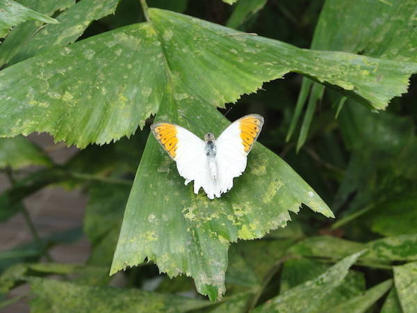 Prachtige witte vlinder
