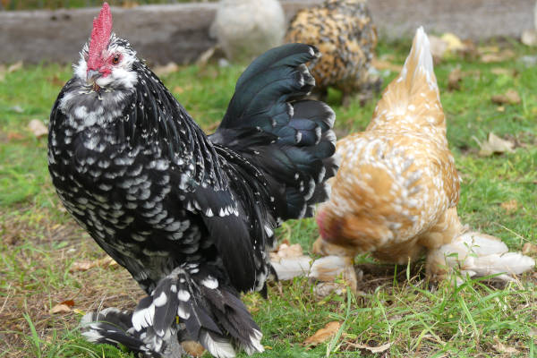 Kinderboerderij Voorschoten: Vrije kippen