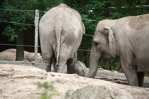 Baby en mama olifant