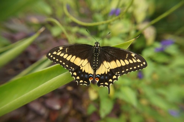 Mooie gele vlinder