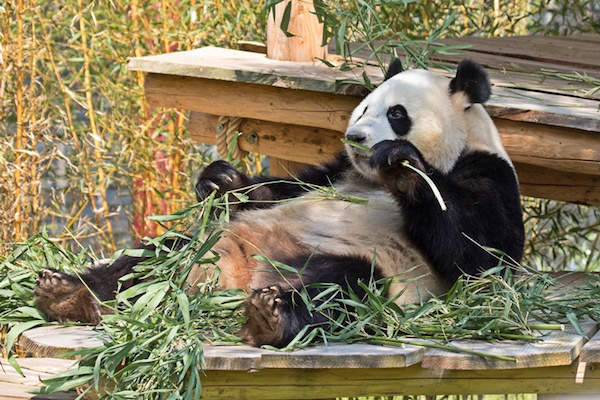 Panda Wu Wen eet heerlijk ontspannen haar Bamboe in Ouwehand Dierenpark