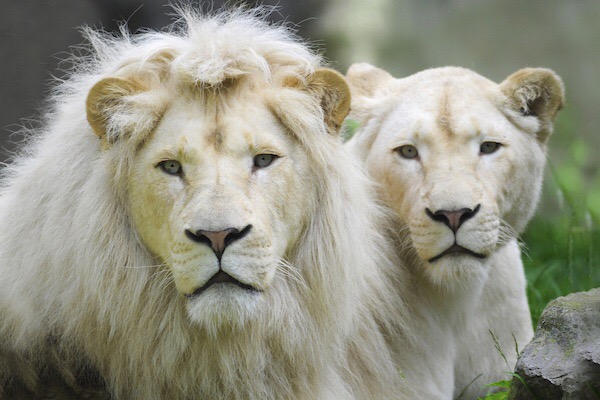 De witte leeuwen