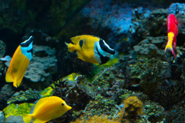 Zee Aquarium: Vissen in alle kleuren