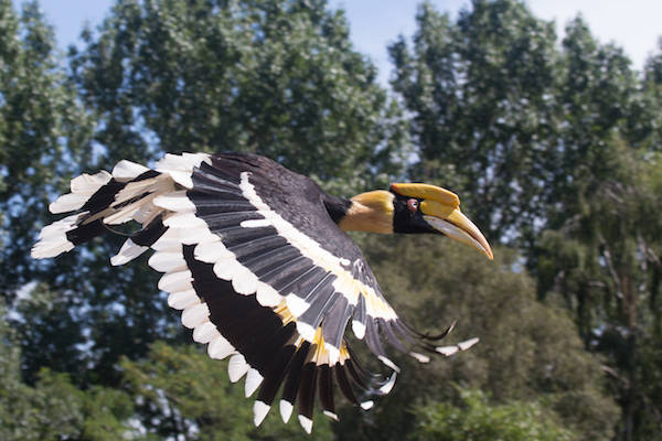 Imposante Dubbele Neushoornvogel vliegt mee in vogelshow Avifauna