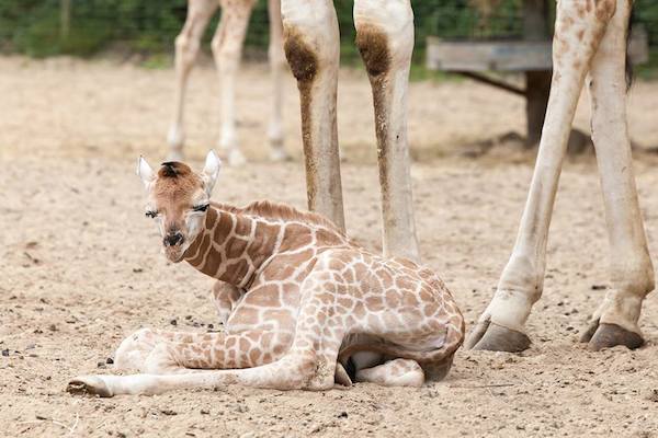 Burgers Zoo: Pasgeboren jonge vrouwtjes giraffe