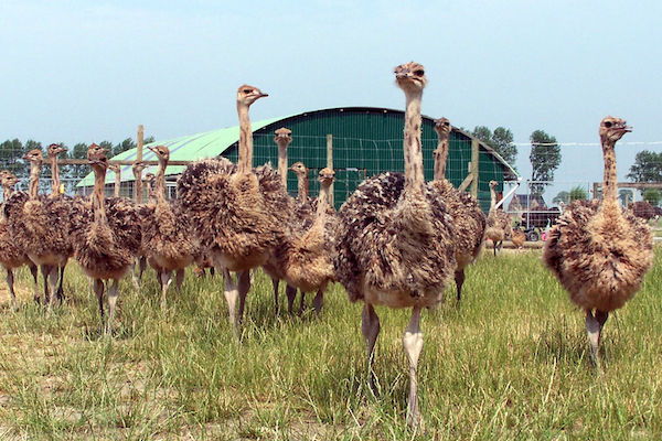Struisvogelboerderij Monnikenwerve: Een unieke bezoekboerderij