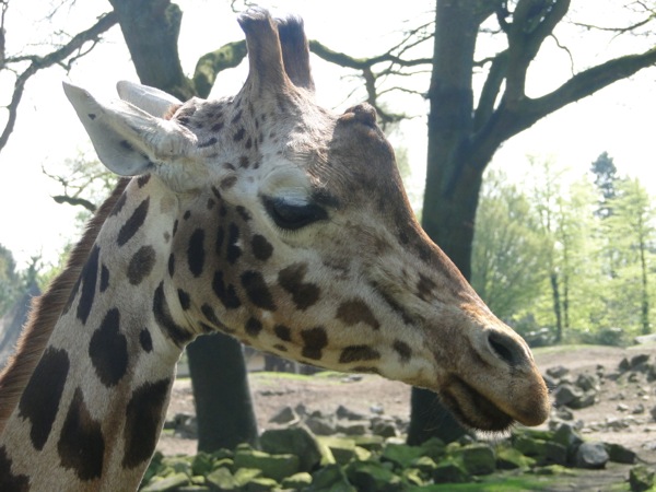 Dierenpark Emmen: Close-up van een Giraffe