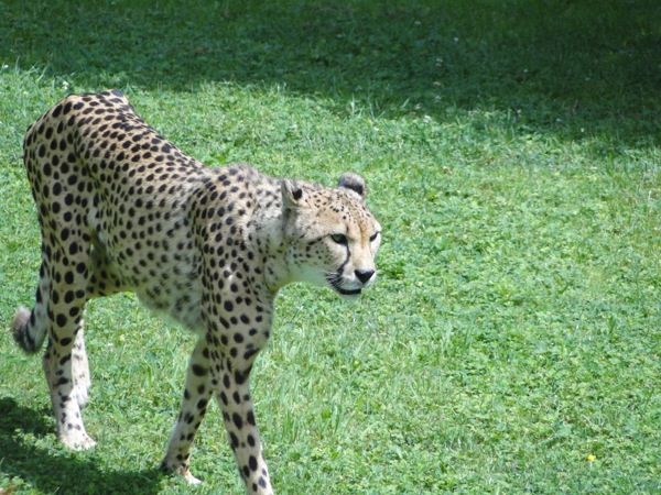 Cheeta in GaiaZoo