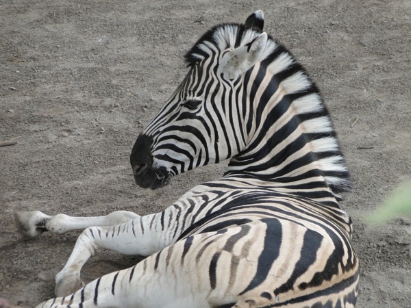 Zebra aan het relaxen