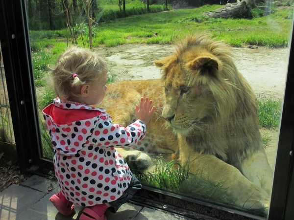 Bijzondere ontmoeting met leeuw
