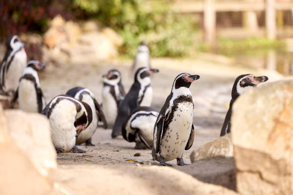 De pinguïns 