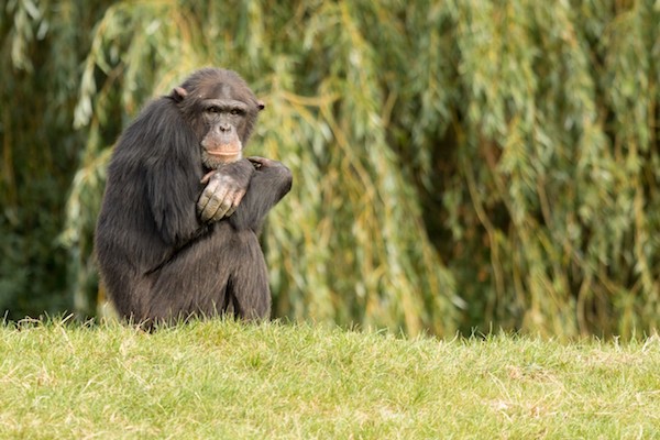 Chimpansee relaxt in de zon