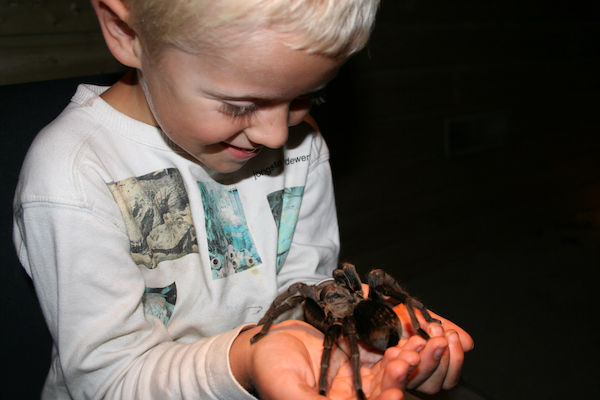 Dierenpark de Oliemeulen: Zelf een grote spin vasthouden