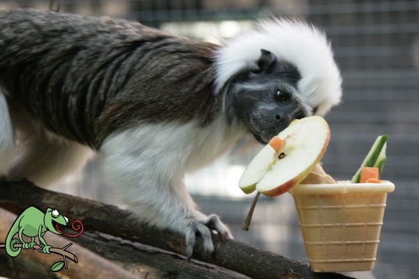 Dierenpark de Oliemeulen: Pinchee aap met taartje