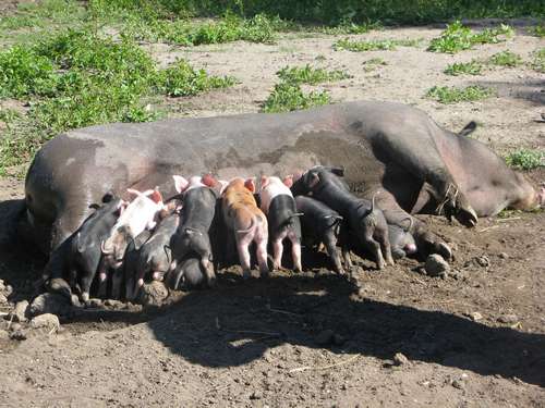 Moeder varken geeft eten