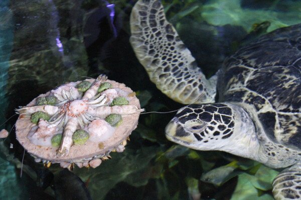 Schildpadden bij Sea Life Scheveningen