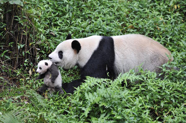 Panda draagt zijn jong