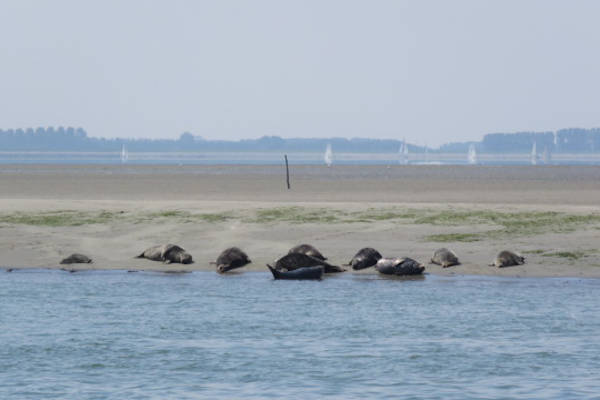 Frisia Rondvaarten Zeehonden safari : Zeehonden aan wal