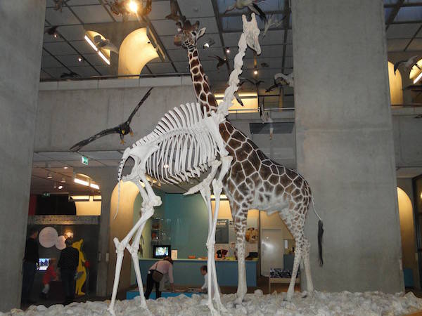 Museon heeft al tijden twee bekende giraffes tentoongesteld staan