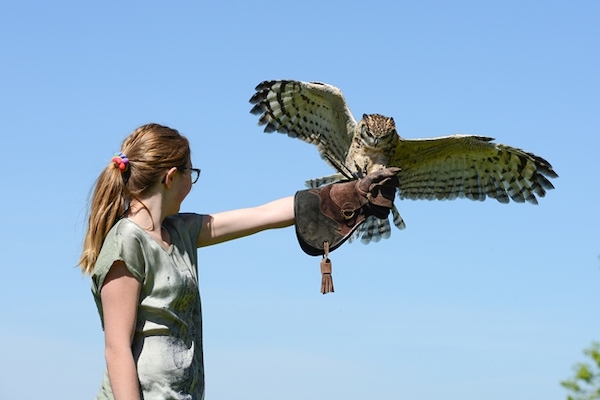 Valkeniershof: Roofvogel zelf naar je toe laten vliegen