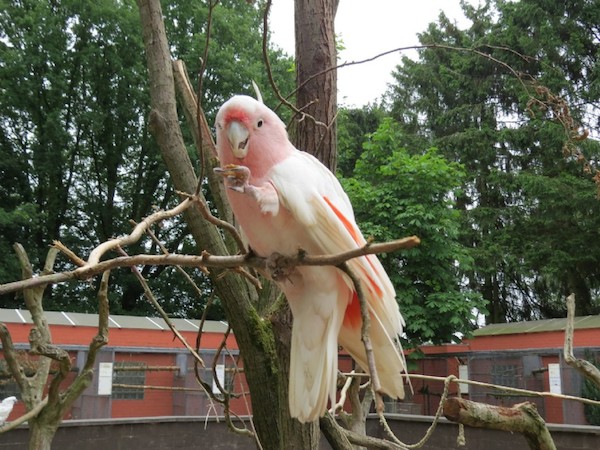 Prachtige roze Papegaai in Zoo Veldhoven