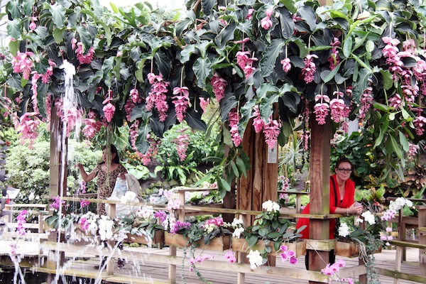 Prachtige orchideeën boven een bruggetje in Vlindertuin de Orchideeën Hoeve