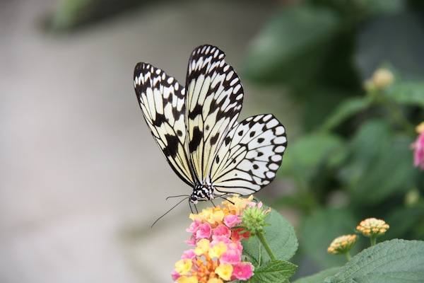 Mooie papier vlinder in Vlindertuin de Orchideeën Hoeve