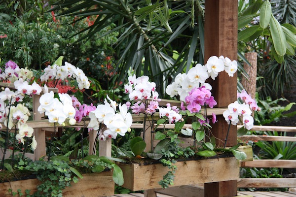 Orchideeën in bakken bij Vlindertuin de Orchideeën Hoeve