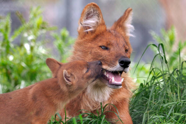 Dierenpark Zie Zoo: Rode hond