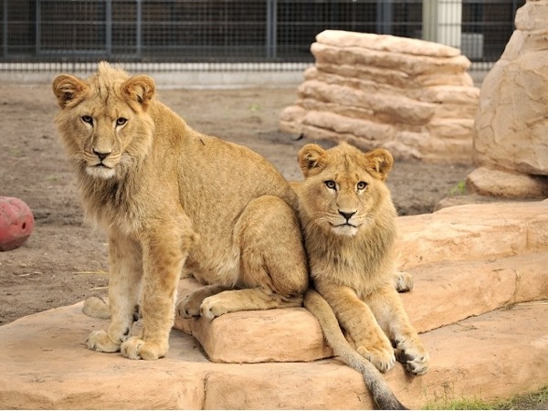 Landgoed Hoenderdaell: Prachtige leeuwen poseren voor deze foto