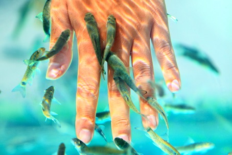 Hand tussen de visjes