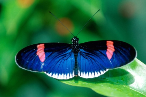 Vlindorado: Vlinder zwart met rode strepen