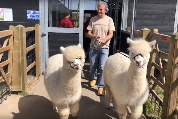 Wandelen met de alpacas