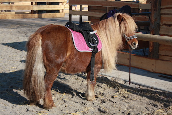 Ga op pad met een van de shetlandpony’s