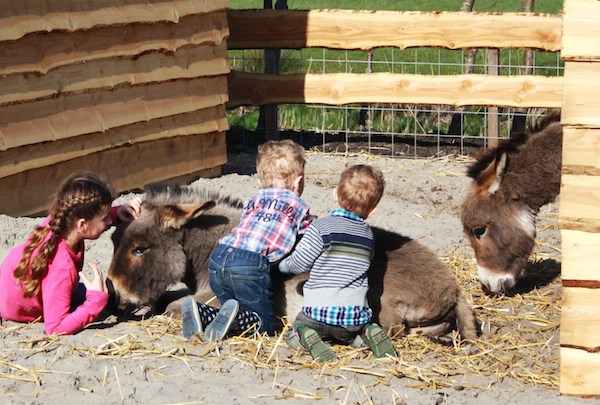 Met ezels knuffelen in de kinderboerderij