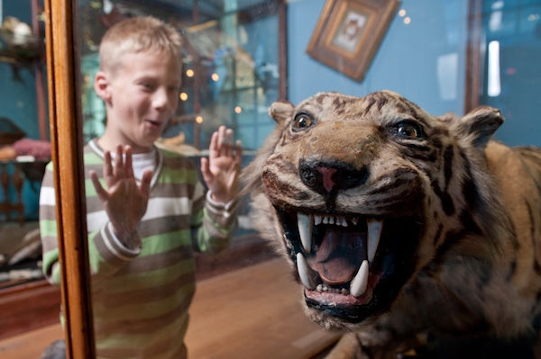 Natuurmuseum Fryslân: Vier verdiepingen vol informatie, bijzondere dieren en planten