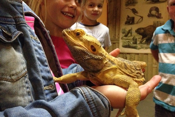 Bewonder alle verschillende dieren en houdt zelfs een baardagaat vast!