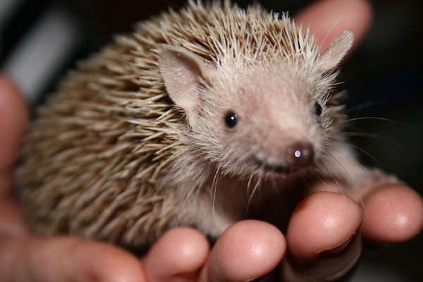 Zoo Bizar in Orvelte