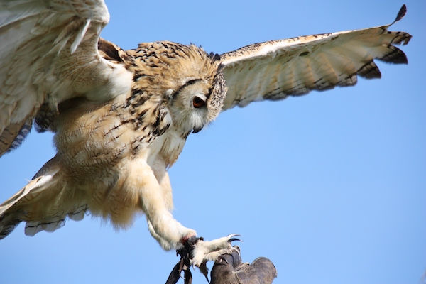 Roofvogeldemonstratie de geruisloze vlucht van een uil