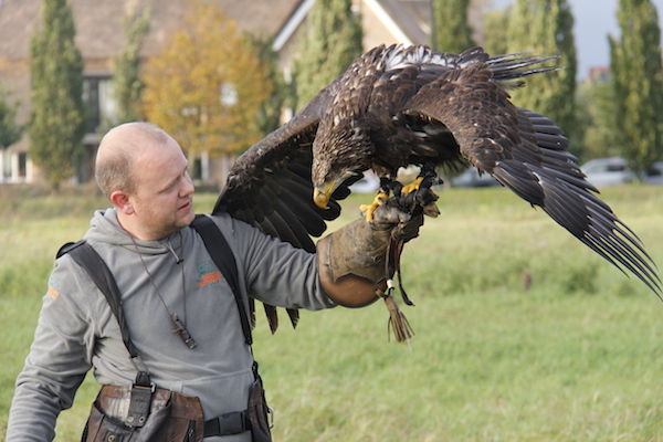 Met interessante verhalen en anekdotes zult u zich geen moment vervelen tijdens de roofvogelshow