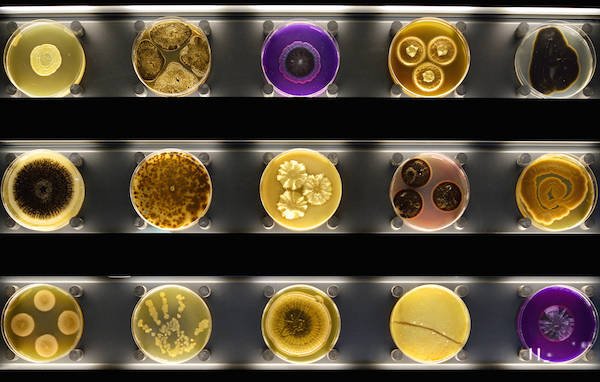 Petrischalen met verschillende micro-organismen