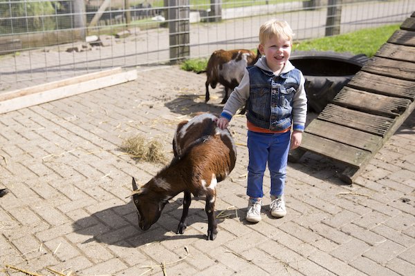 In het weiland bij de geitjes