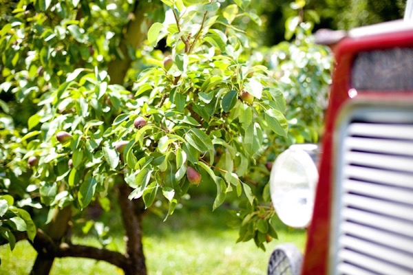 Fruit plukken bij De Olmenhorst