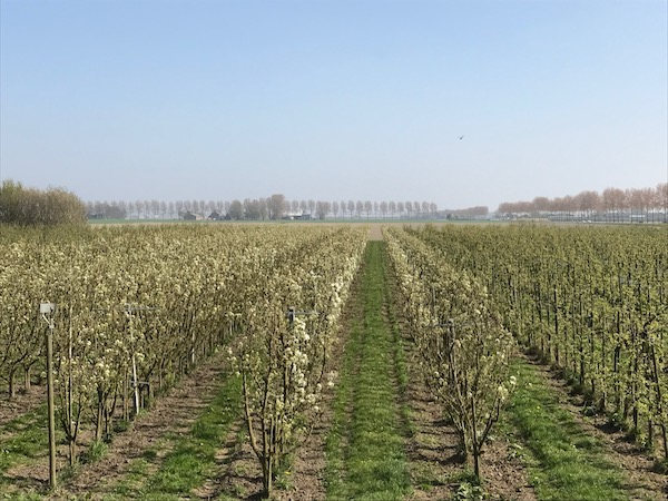 Wandelen door de boomgaard