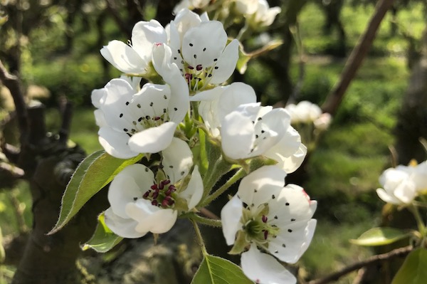 Perenboom bloesem