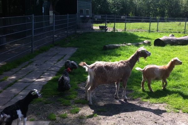 Kinderboerderij de Kloosterhof in Warmond