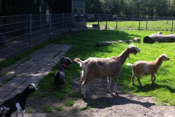 Neem een kijkje bij alle leuke dieren op de kinderboerderij