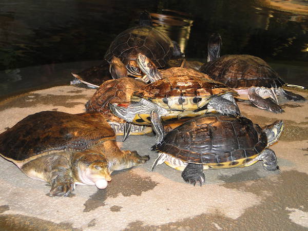 Schildpadden warmen zich op